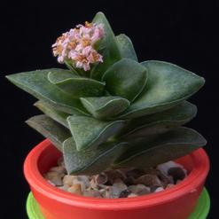 Crassula Spring time cv.