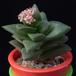 Crassula Spring time MOP