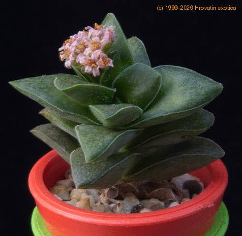Crassula Spring time MOP