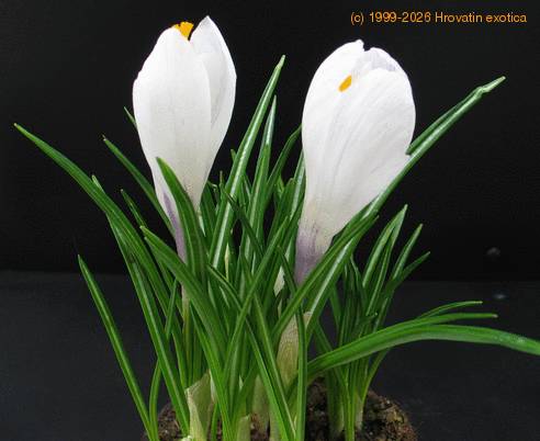 Crocus 2