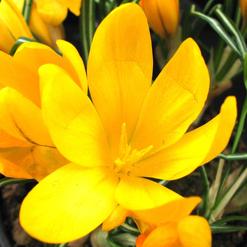 Crocus species