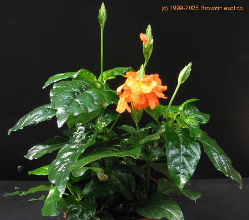 Crossandra undulaefolia 1