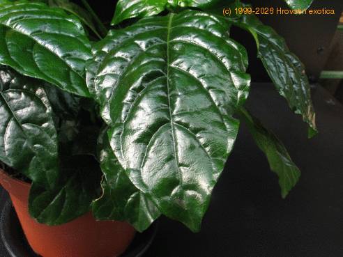 Crossandra undulaefolia 2