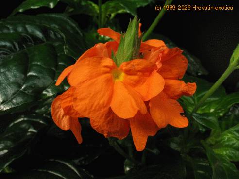 Crossandra undulaefolia 3