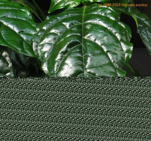 Crossandra undulaefolia SIl