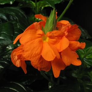 Crossandra undulifolia