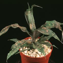 Cryptanthus bivittatus