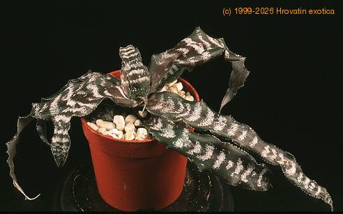 Cryptanthus fosterianus 1903