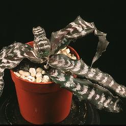 Cryptanthus fosterianus
