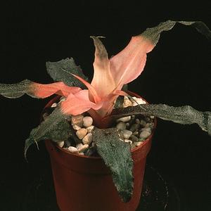 Cryptanthus hybrid