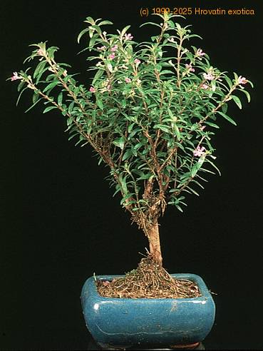 Cuprea 2646