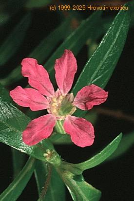 Cuprea 2647
