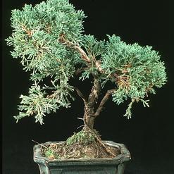 Cupressus