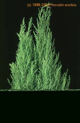 Cupressus macrocarpa 1889