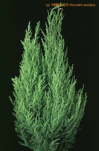 Cupressus macrocarpa 1889