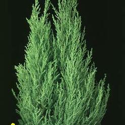 Cupressus macrocarpa