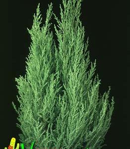 Cupressus macrocarpa