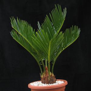 Cycas circinalis