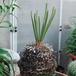 Cycas revoluta 1