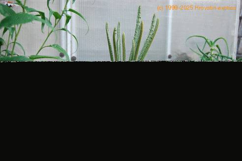 Cycas revoluta 1