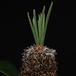 Cycas revoluta 2