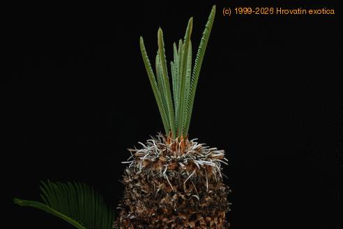Cycas revoluta 2