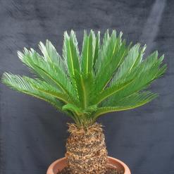 Cycas revoluta