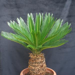 Cycas revoluta