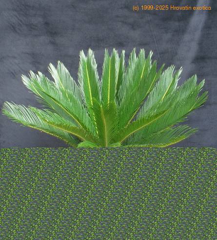Cycas revoluta