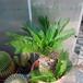 Cycas revoluta SIb