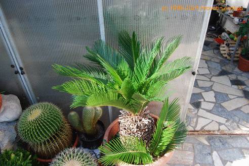 Cycas revoluta SIb