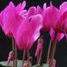 Cyclamen  hybrid mini 2