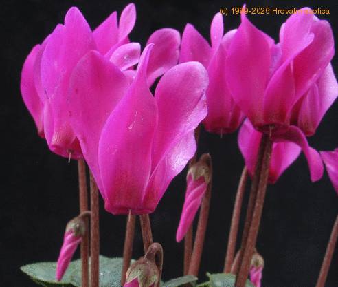 Cyclamen  hybrid mini 2