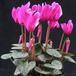 Cyclamen  hybrid mini 3