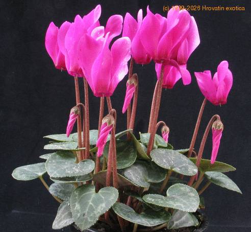 Cyclamen  hybrid mini 3