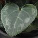 Cyclamen  hybrid mini 5