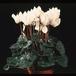 Cyclamen -Miracle- 2027