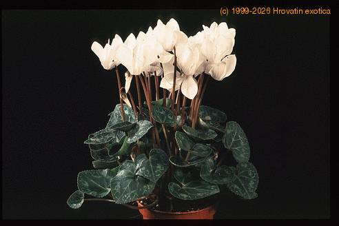 Cyclamen -Miracle- 2027