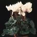 Cyclamen Miracle SIb