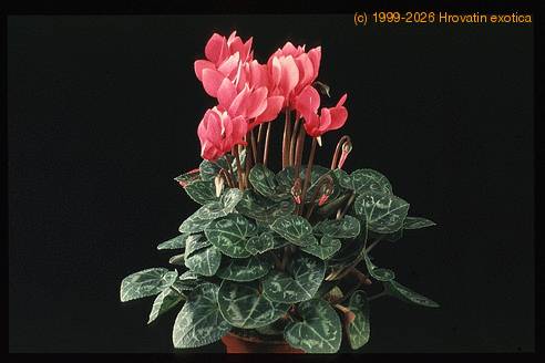 Cyclamen persicum 2028