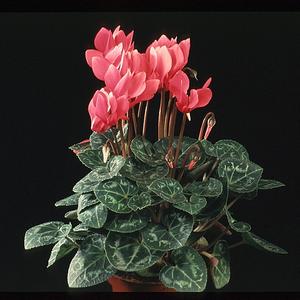 Cyclamen persicum