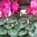 Cyclamen sp