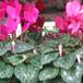 Cyclamen sp SIb
