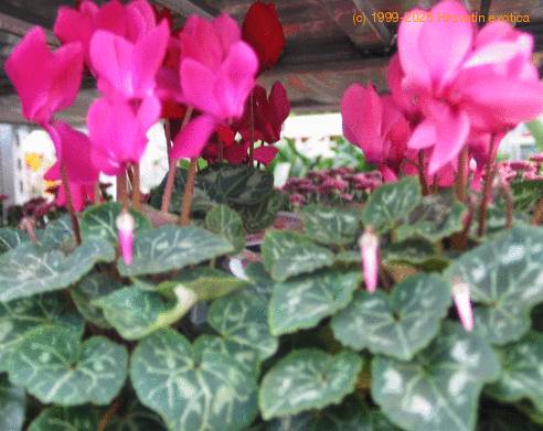 Cyclamen sp SIb
