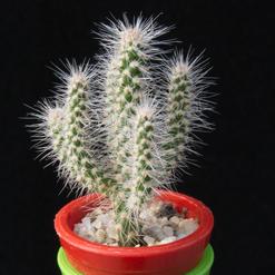 Cylindropuntia spinosior