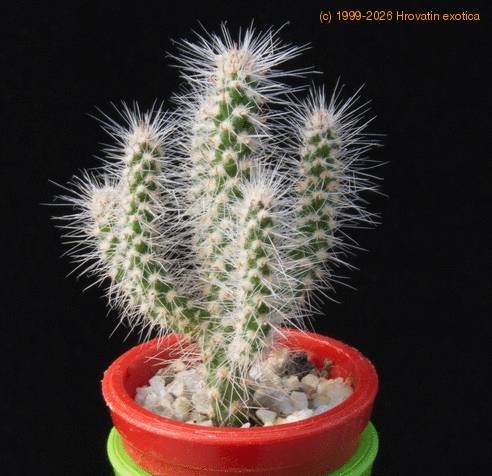 Cylindropuntia spinosior MOP