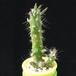 Cylindropuntia subulata MOP