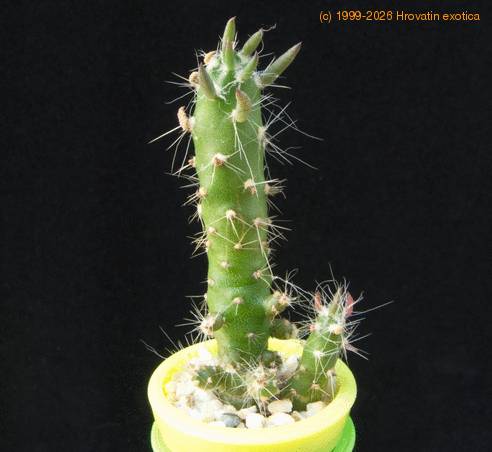 Cylindropuntia subulata MOP