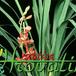 Cymbidium angelica 'advent' 1837