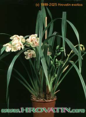 Cymbidium hybrid 1761